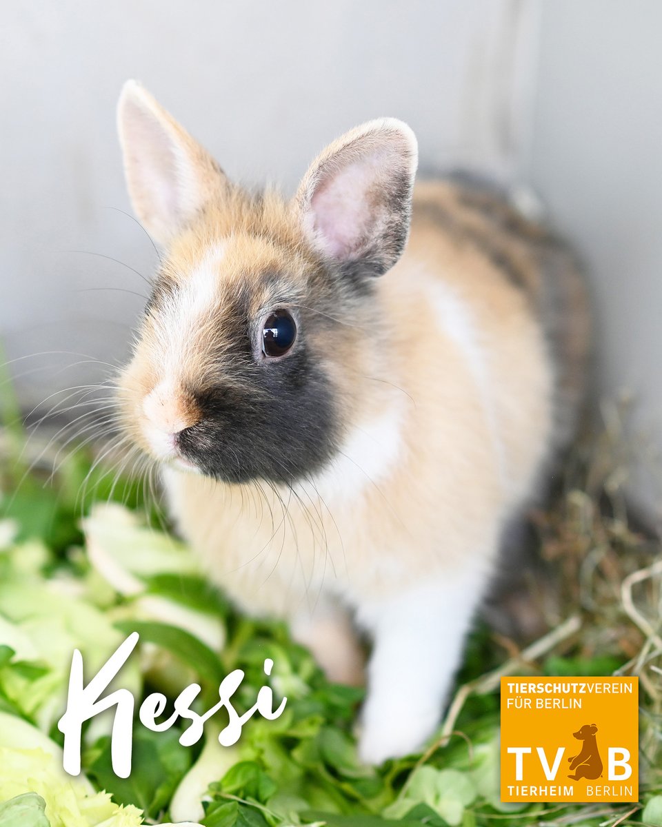 Wer tolle Langohren sucht, wird im #Tierheim #Berlin fündig - Kessi ist nur einer der vielen Hoppler, die ein Zuhause suchen.🧡
Alle Infos zu ihr und ihren Kumpels:
tierschutz-berlin.de/kleintiere.