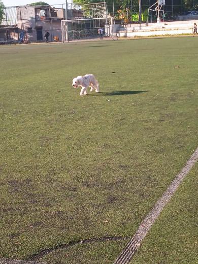 DameTuPatasv's tweet photo. Emergencia perrito corriendo #ServicioSocial
No se deja agarrar:

“Andaba en colonia san Antonio en la cancha y se fue por el pasaje Espinola a salir al tanque de anda anda asustado “ https://t.co/osSIwOjyGc