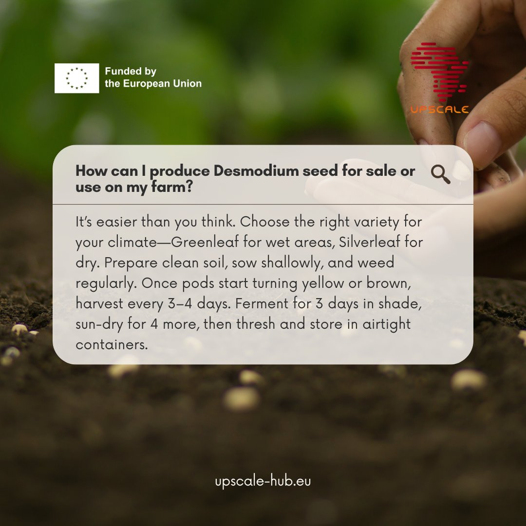 upscale_h2020's tweet image. From a 10x10 meter plot, farmers can harvest 3–4 kg of seed per season—enough to expand your own #PPT area or sell locally for extra income. 💰 With increasing demand for #Desmodium, this is a smart way to boost both sustainability and profitability.
🔗 upscale-hub.eu