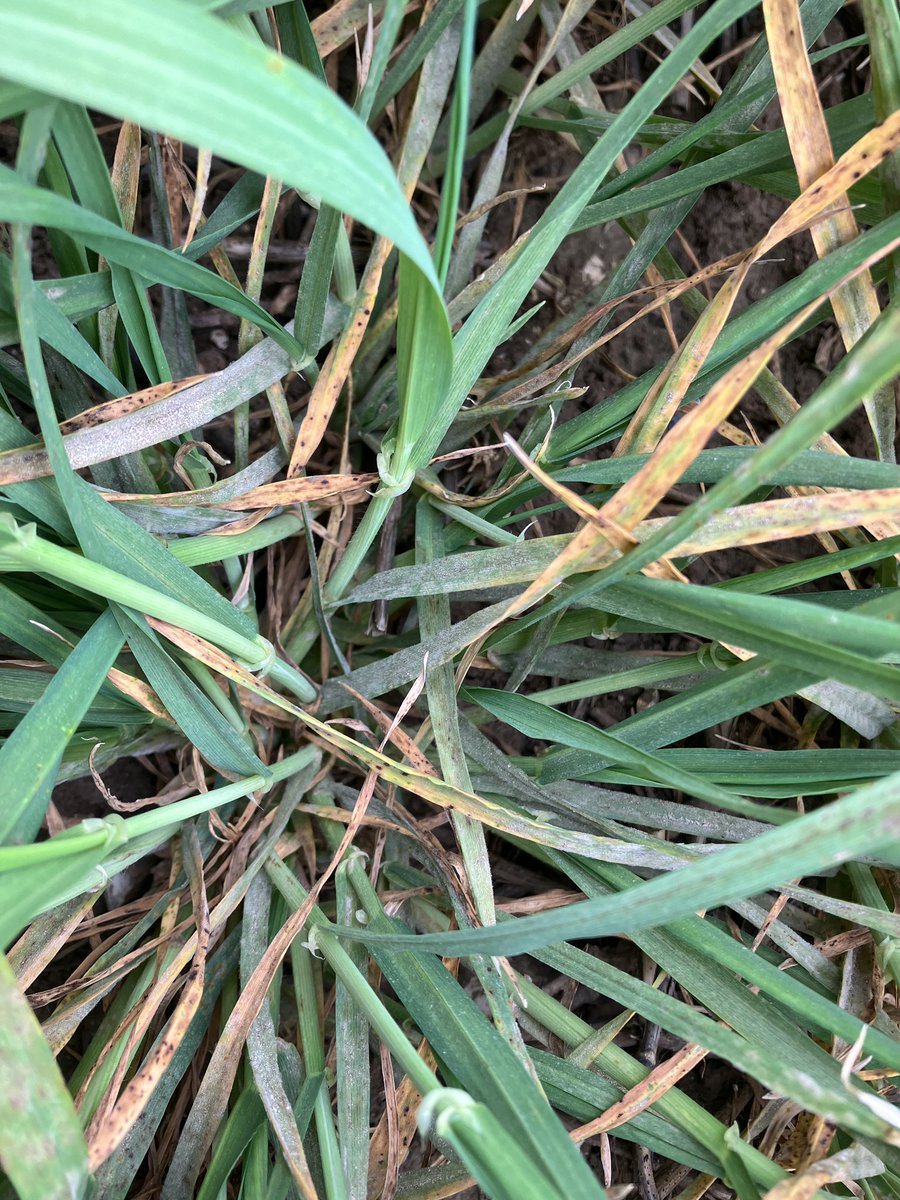 Colin Patrick tweet media