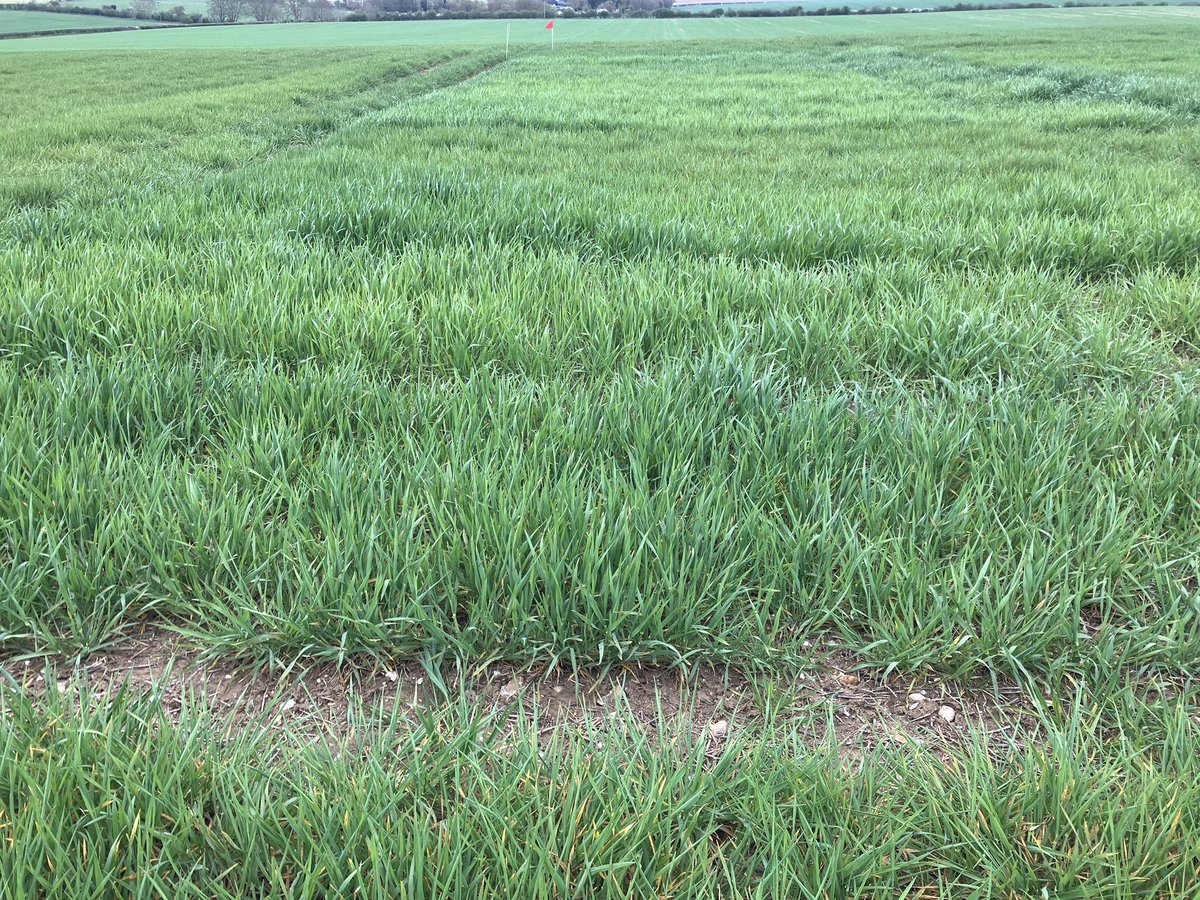 Colin Patrick tweet media