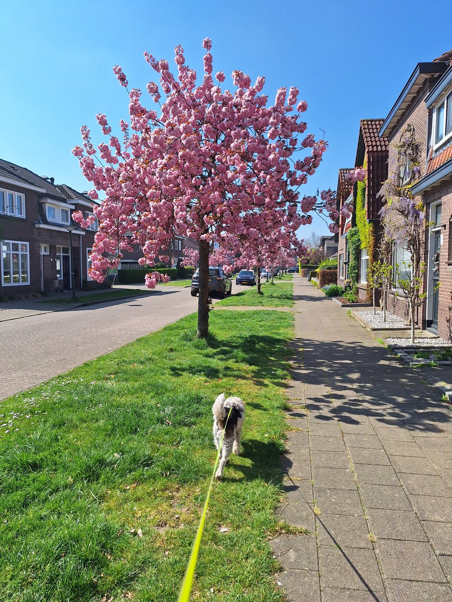 Moon_van_Dijk's tweet photo. @bertie_lakeland Also in the Netherlands 💕 https://t.co/NYIUNdBqci