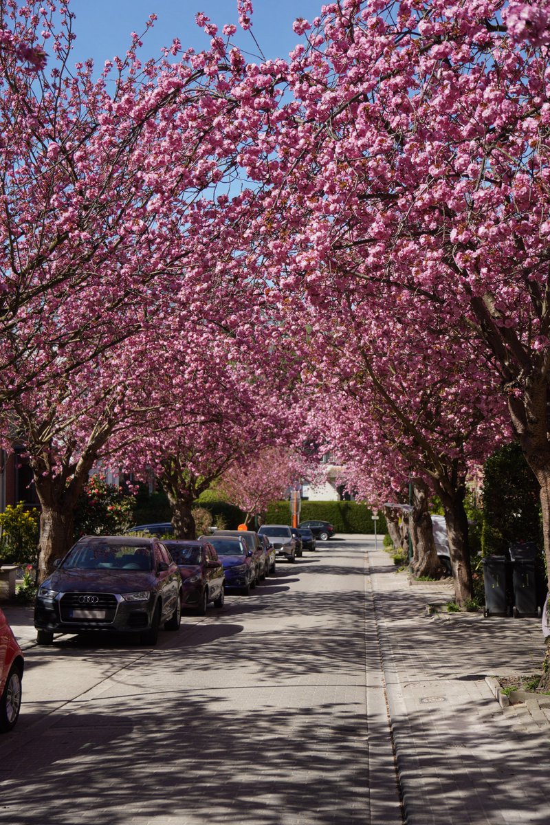 edp_Rise's tweet photo. #nature #cherryblossom #tree https://t.co/5saJGU1L8X