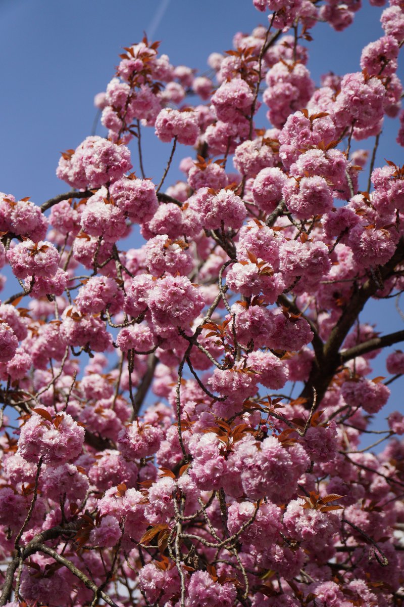 edp_Rise's tweet photo. #nature #cherryblossom #tree https://t.co/5saJGU1L8X