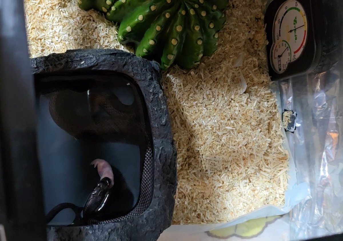 めるり tweet media