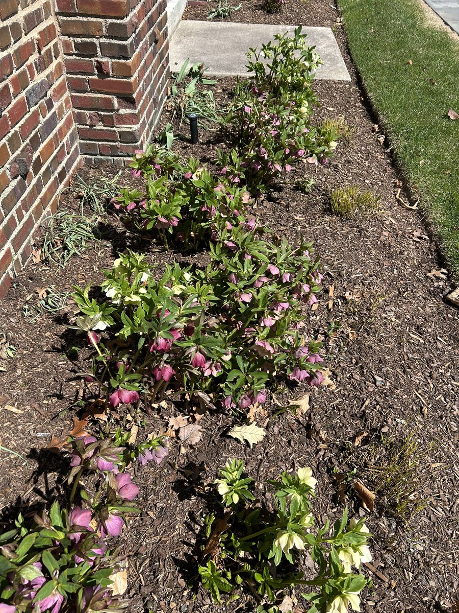 fleur_de_CCD's tweet photo. Spring has sprung!! https://t.co/Crk5E1ipDG