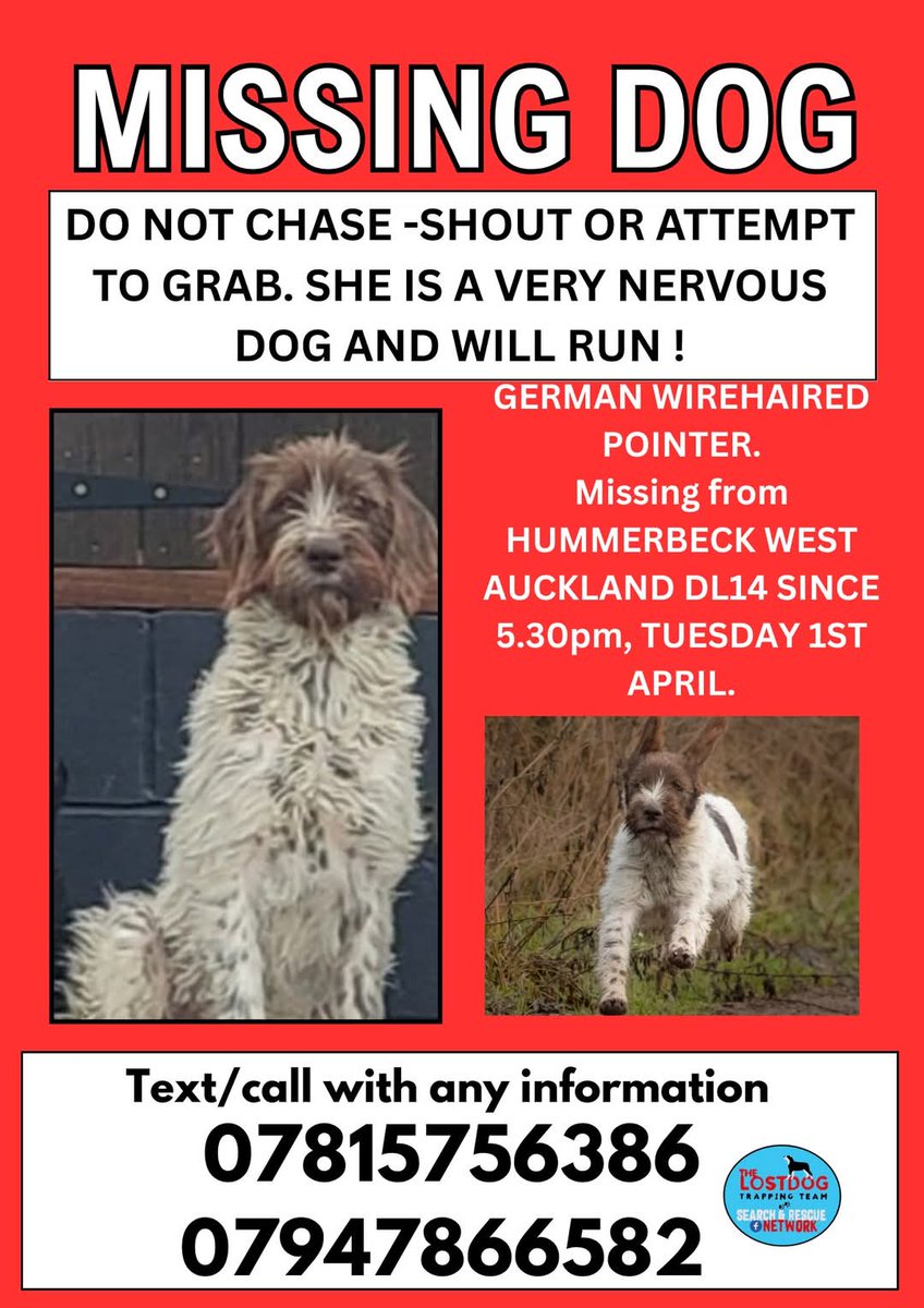 MissingPetsGB's tweet photo. 🐕TINA MISSING STILL
Since 1 April 2025 from Hummerbeck, west Auckland #DL14
She went missing from home after being spooked &amp; ran across the A68.

Shares needed as much as possible for TINA, please keep sharing. Please stay vigilant &amp; look out for TINA
DO NOT TRY TO CATCH HER https://t.co/jNzJdaHXEF