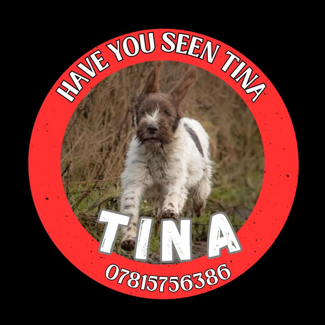 MissingPetsGB's tweet photo. 🐕TINA MISSING STILL
Since 1 April 2025 from Hummerbeck, west Auckland #DL14
She went missing from home after being spooked &amp; ran across the A68.

Shares needed as much as possible for TINA, please keep sharing. Please stay vigilant &amp; look out for TINA
DO NOT TRY TO CATCH HER https://t.co/jNzJdaHXEF