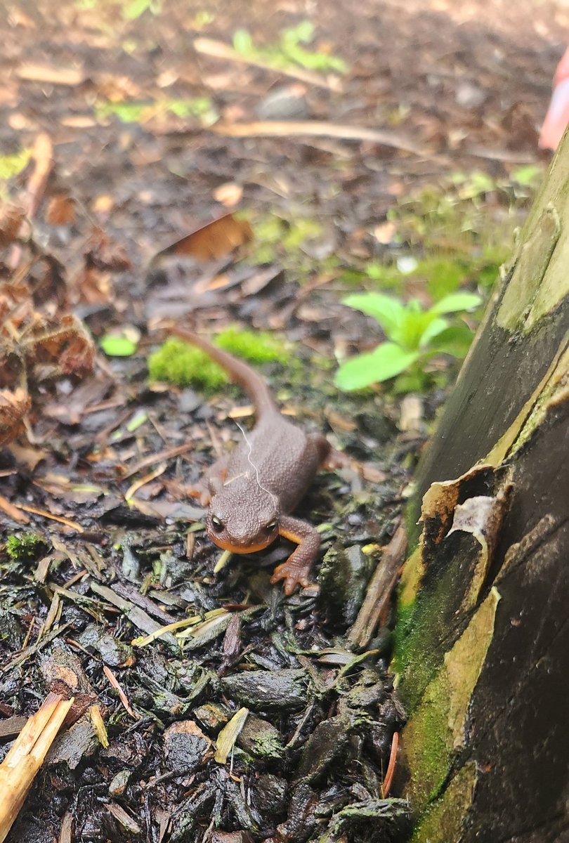 Had a lovely visitor that manged to get a piece of Blue's fur. Rough Skinned Newt i think.