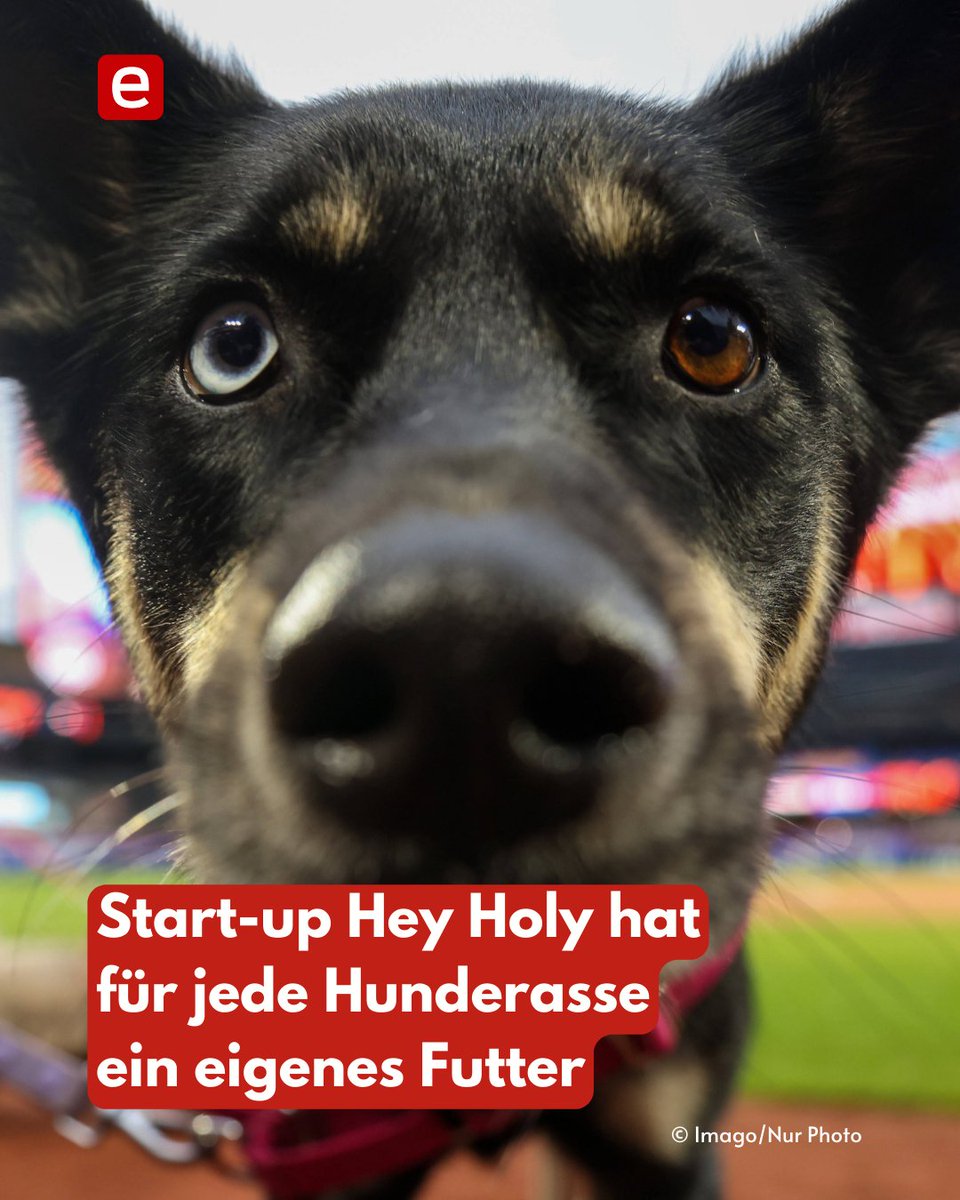 „Ein Schäferhund ist kein Chihuahua“, sagt das Hundefutter-Start-up Hey Holy und setzt auf eigene Futtermischungen für jede Rasse. Zusammen mit einer Tierärztin entwickelt das Team die Futter und vertreibt sie bisher ausschließlich im eigenen Online-Shop: lnkd.in/eZiWFBMd