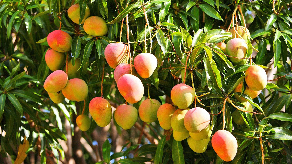 IAEANA's tweet image. 🚀 At #ICARST2025, we explore cutting-edge #NuclearTech like #FoodIrradiation—keeping food fresh &amp;amp; safe without chemicals!  📷 From extending shelf life to enabling global trade, this technique boosts #FoodSecurity &amp;amp; reduces waste. Discover its impact 🔗tinyurl.com/yc36huz7