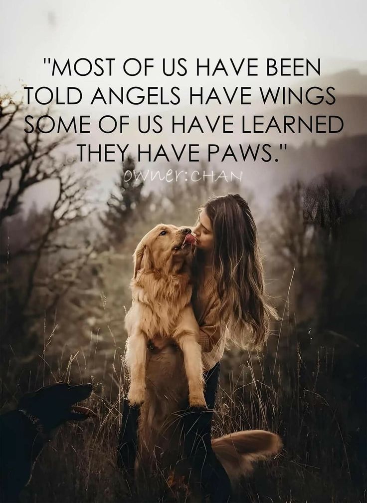 ShadowDogDesign's tweet photo. Most of us have been told #angels have wings. Some of us have learned they have #paws.
Dogs #Dog #DogsAreAngels #BestFriend #LoveDogs #GoodDog #DogsAreLove # https://t.co/1O8KzkjhY5