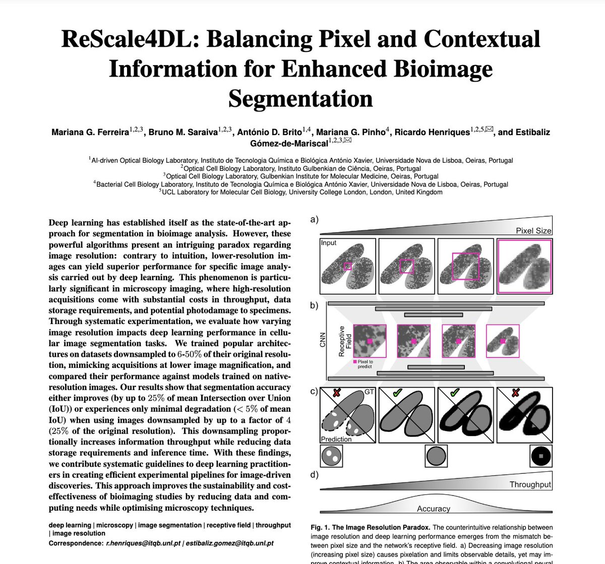 HenriquesLab's tweet photo. Why do lower-resolution images sometimes yield better results in deep learning for bioimaging analyses? 🤔📉

@m_g_ferreira new preprint on #ReScale4DL explores this paradox and introduces optimal resolution design! @gomez_mariscal brainchild🧑‍🔬✨

Check it https://t.co/44Ei1VqxT6 https://t.co/oR0R0nuWAn