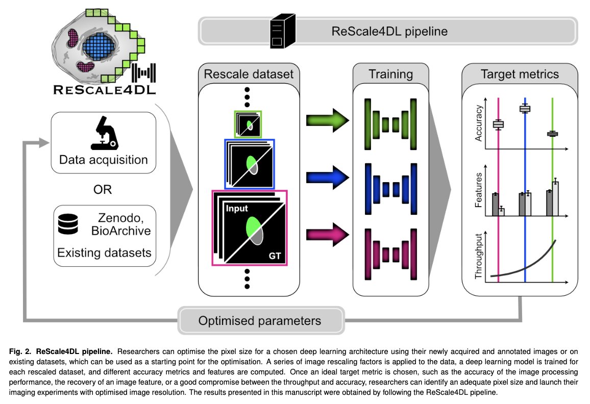 HenriquesLab's tweet photo. Why do lower-resolution images sometimes yield better results in deep learning for bioimaging analyses? 🤔📉

@m_g_ferreira new preprint on #ReScale4DL explores this paradox and introduces optimal resolution design! @gomez_mariscal brainchild🧑‍🔬✨

Check it https://t.co/44Ei1VqxT6 https://t.co/oR0R0nuWAn