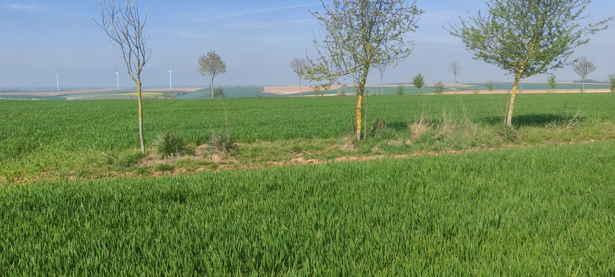 MathildeJonet's tweet image. Journée #transition @Vivescia chez @sebloriette au programme restitution couverts végétaux et profil de sol !!
Matinée enrichissante😁