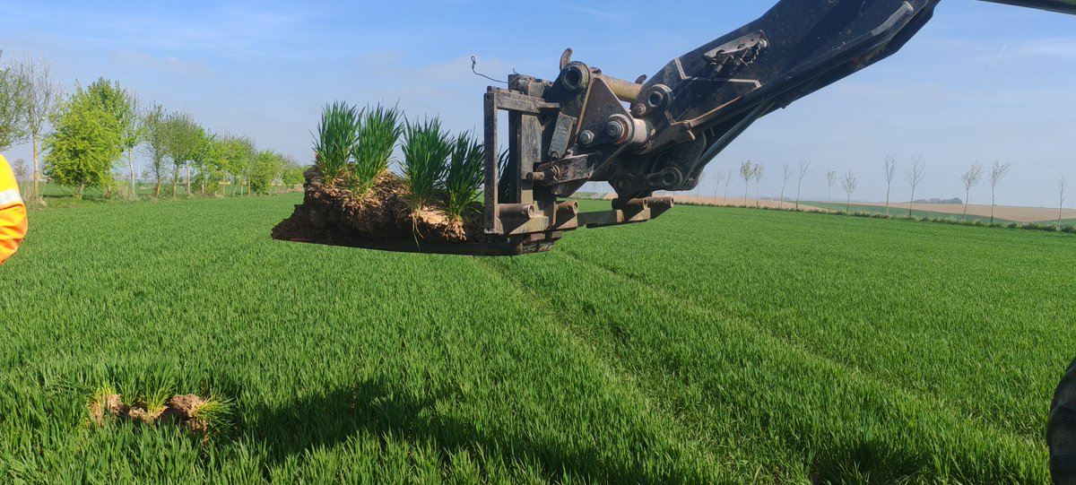 MathildeJonet's tweet image. Journée #transition @Vivescia chez @sebloriette au programme restitution couverts végétaux et profil de sol !!
Matinée enrichissante😁