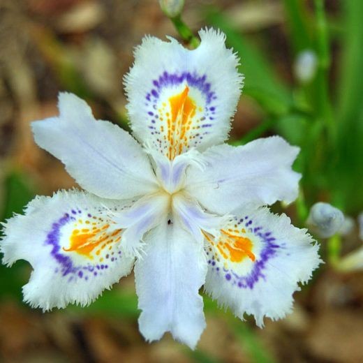 Naturepathway's tweet photo. *"Graceful fringed petals accented by vivid purple and yellow patterns, the fringed iris captivates with its delicate charm 🌸💜 #FringedIris #FloralElegance #NatureArtistry"* https://t.co/3zju4N4Pqq