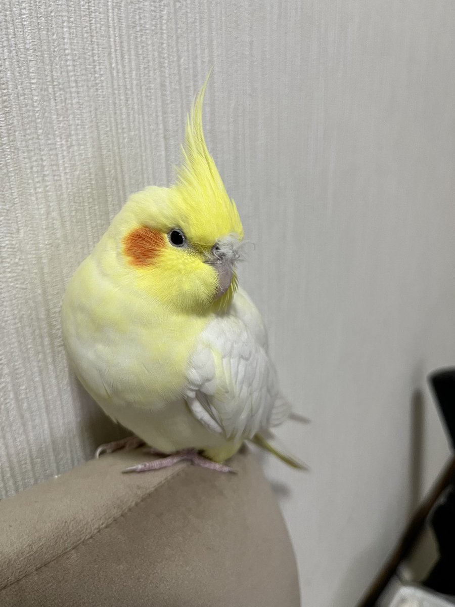 omamesan0722's tweet photo. オカメインコってみんなこう？w https://t.co/OIvtYjIKYh