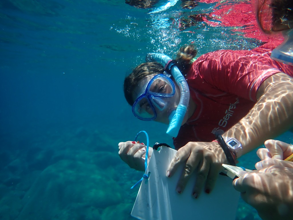 SeaTrek BVI tweet media