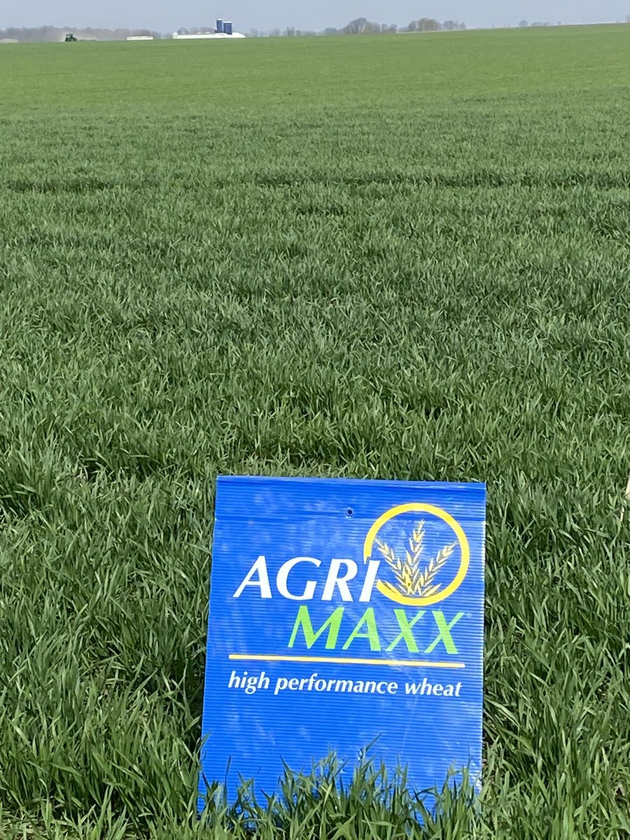 AgriMAXXWheat's tweet photo. Central and Southern IL field check! AM 513 and AM 545. How are your #wheat fields looking so far? #highperformancewheat https://t.co/HIpJYHbgLF