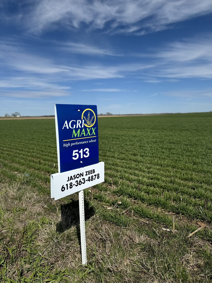 AgriMAXXWheat's tweet photo. Central and Southern IL field check! AM 513 and AM 545. How are your #wheat fields looking so far? #highperformancewheat https://t.co/HIpJYHbgLF