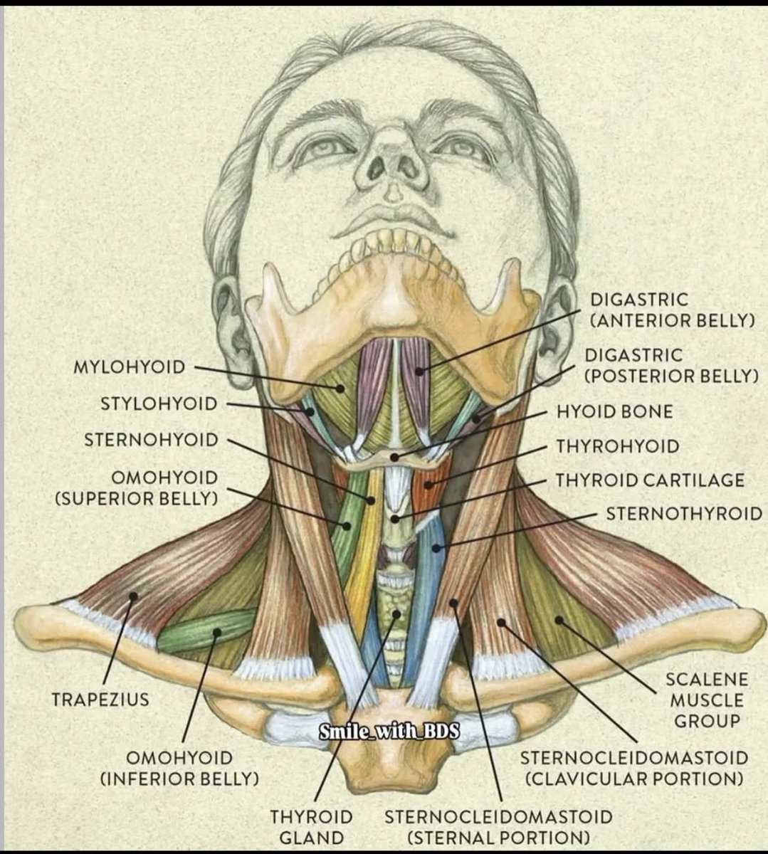 Quomi8's tweet photo. NECK STRUCTURES
#quomiprofessionals #quomi #medicalstudent #MedicalExam #apgarscore #StudyMedicine #medicalpictures #simplemedicine #makinghealthcaresimple #quomiquickies #medicaleducation
https://t.co/fWwxjUIn3c https://t.co/VhgJxKr7w0
