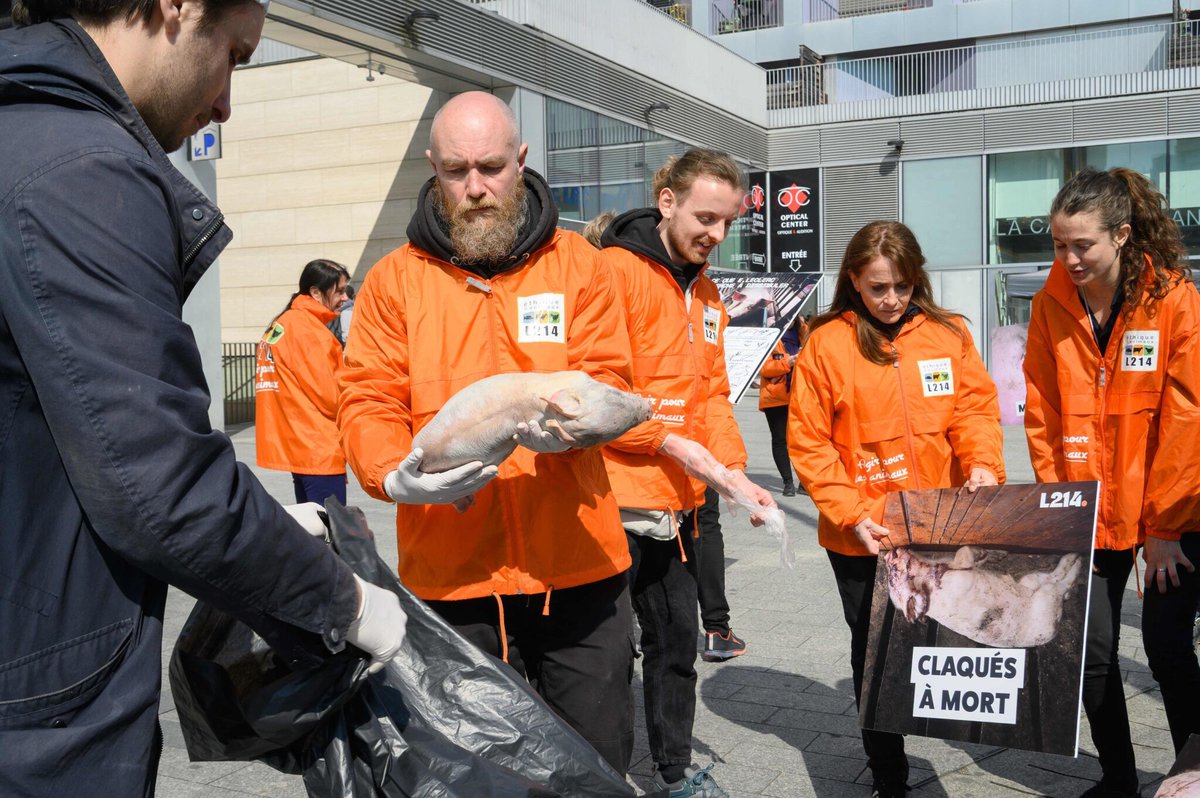 le_Parisien's tweet photo. L214 expose des cadavres de porcelets devant un Leclerc parisien pour dénoncer les pratiques de certains éleveurs
➡️ https://t.co/n9vWEzewqk https://t.co/TBV0yzZp6t