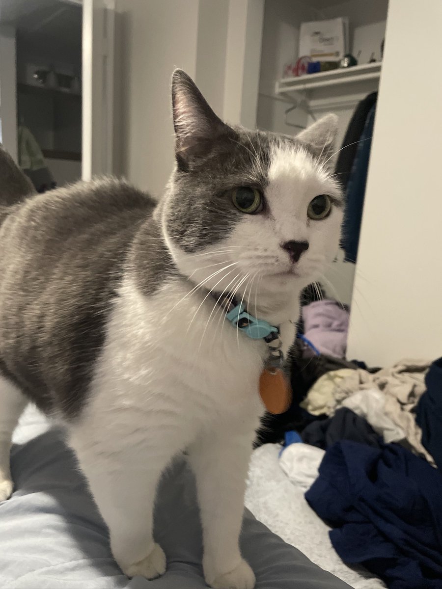CordlessJet's tweet photo. @cpaltenghe hello, my friend has been trying to contact you because he thinks a family member of yours has found his cat Olive through a Pawboost Post! Please reach out to him as soon as possible https://t.co/BsuD32B6P6