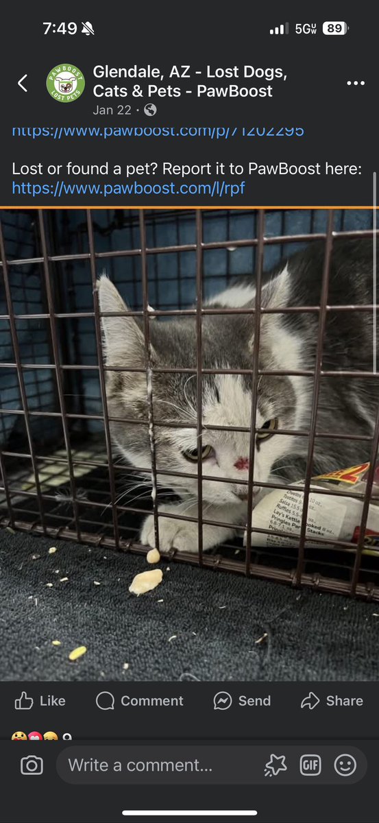 CordlessJet's tweet photo. @cpaltenghe hello, my friend has been trying to contact you because he thinks a family member of yours has found his cat Olive through a Pawboost Post! Please reach out to him as soon as possible https://t.co/BsuD32B6P6