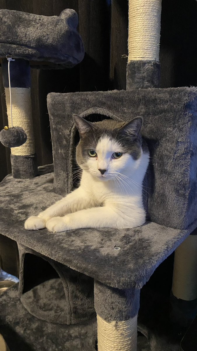 CordlessJet's tweet photo. @cpaltenghe hello, my friend has been trying to contact you because he thinks a family member of yours has found his cat Olive through a Pawboost Post! Please reach out to him as soon as possible https://t.co/BsuD32B6P6