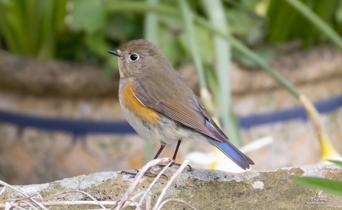 Lovely views of this Red-flanked Bluetail at Grutness today. Almost annual here in Shetland during autumn with well over 50 records, but spring records have yet to reach double digits.