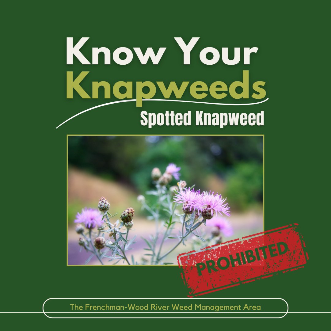 FWRWMA's tweet photo. Spotted knapweed is an aggressive invader that outcompetes native plants and reduces forage for wildlife and livestock. Look for it in pastures, roadsides, and disturbed prairie. If you see it, report it! https://t.co/DfGmQ7BKBN