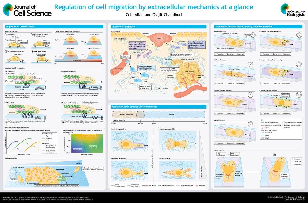 J Cell Science (@j_cell_sci) on Twitter photo Cole Allan and Ovijit Chaudhuri <a href="/theChaudhurilab/">the Chaudhuri lab</a> <a href="/StanfordEng/">Stanford Engineering</a> discuss how the mechanical and structural properties of the extracellular matrix regulate diverse motility mechanisms across 2D and 3D environments.
journals.biologists.com/jcs/article/13… Cole Allan and Ovijit Chaudhuri <a href="/theChaudhurilab/">the Chaudhuri lab</a> <a href="/StanfordEng/">Stanford Engineering</a> discuss how the mechanical and structural properties of the extracellular matrix regulate diverse motility mechanisms across 2D and 3D environments.
journals.biologists.com/jcs/article/13…