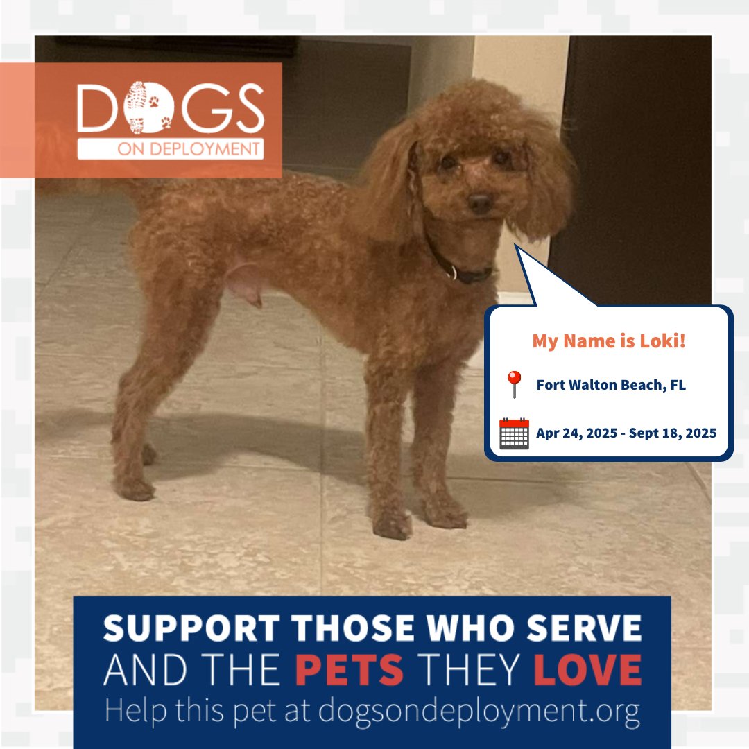 DogsonDeploymnt's tweet photo. Calling all dog lovers in Florida and Texas! Loki and Bandit are looking for DoD Boarders!
Loki: https://t.co/ZS49lmxhkE
Bandit: https://t.co/XHyRQSPDvR
(Must be registered as a DoD Boarder & logged on to view all info)
#DoDFoster #FosterPet #DogsonDeployment #Florida #Texas https://t.co/Do9WusTBjG