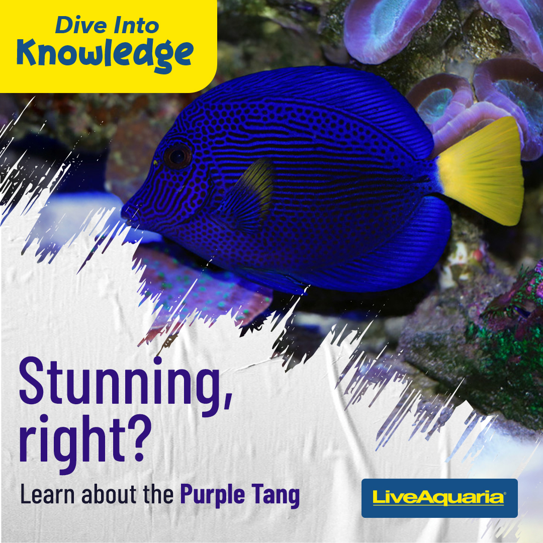 LiveAquaria's tweet photo. There’s a reason why Purple Tangs are so popular. They’re stunning to look at, are reef safe, and can live a long time with proper care. Learn more about them at the link.
https://t.co/xyhn5u6jep
#marinefish #saltwaterfish #reef #reefsafefish #tang #purpletang #fishkeeping https://t.co/7kK89IJAeV