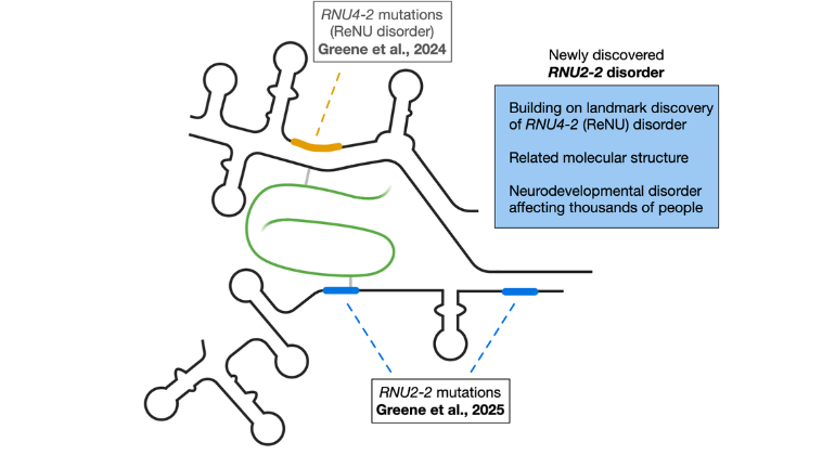 Mount Sinai Genetics (@sinaigenetics) on Twitter photo New <a href="/NatureGenet/">Nature Genetics</a> study identifies RNU2-2 mutations as a cause of a severe neurodevelopmental disorder with #epilepsy. The same team previously linked RNU4-2 to NDDs, expanding the role of non-coding RNA genes in brain development: mountsinai.org/about/newsroom… #NDD #genetics New <a href="/NatureGenet/">Nature Genetics</a> study identifies RNU2-2 mutations as a cause of a severe neurodevelopmental disorder with #epilepsy. The same team previously linked RNU4-2 to NDDs, expanding the role of non-coding RNA genes in brain development: mountsinai.org/about/newsroom… #NDD #genetics