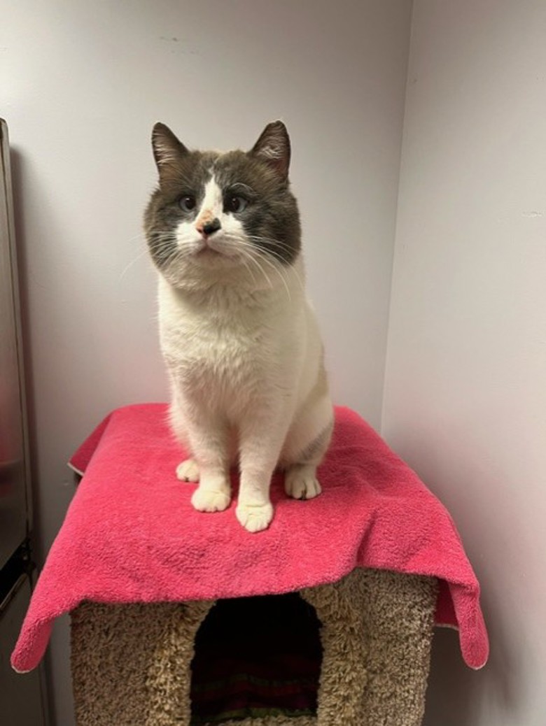 BC_SPCA's tweet image. Meet Blaze! 🔥 After life outdoors, this sweet guy is ready for cozy naps &amp;amp; chin scratches. A little shy at first, but win him over with treats &amp;amp; he’s all purrs and head nudges. Loves high perches &amp;amp; chatting with his humans! 💬🐾 Adopt: adopt.spca.bc.ca/pets/781557/ #ComoxBC #BCSPCA
