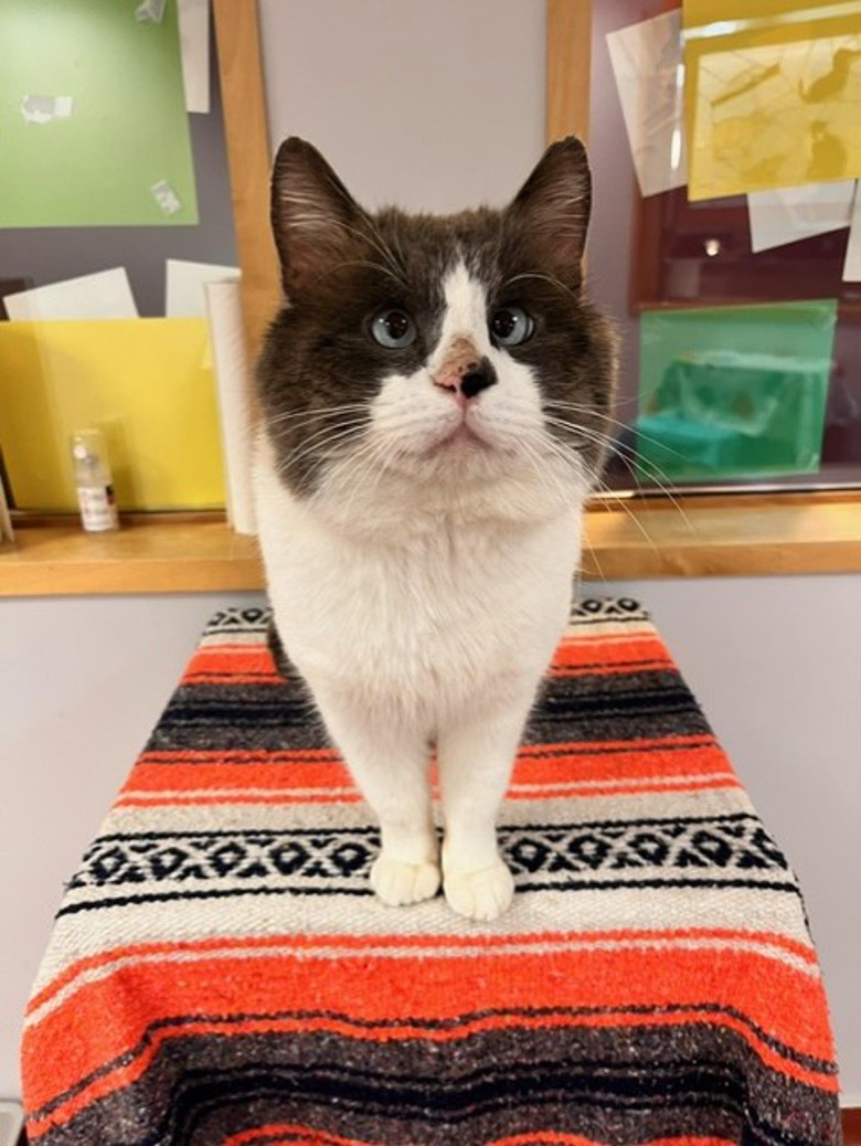 BC_SPCA's tweet image. Meet Blaze! 🔥 After life outdoors, this sweet guy is ready for cozy naps &amp;amp; chin scratches. A little shy at first, but win him over with treats &amp;amp; he’s all purrs and head nudges. Loves high perches &amp;amp; chatting with his humans! 💬🐾 Adopt: adopt.spca.bc.ca/pets/781557/ #ComoxBC #BCSPCA