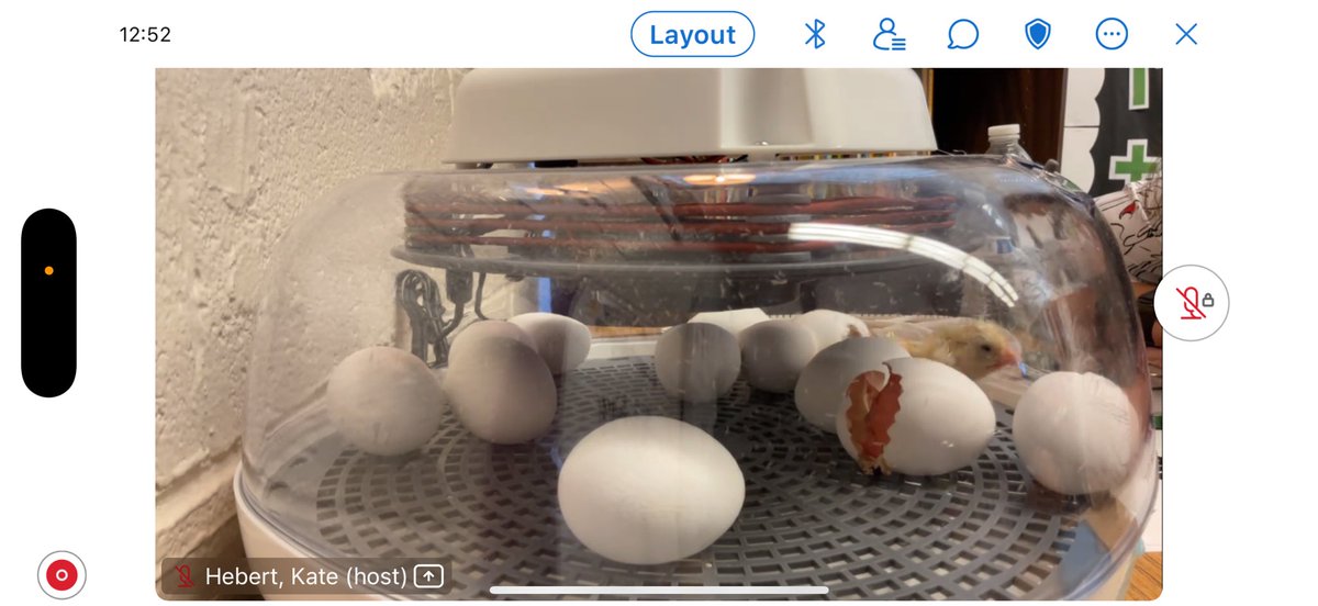 A baby chick hatched today in Ms. Cupples’ room, and our hearts are melting! Huge thanks to <a href="/Texas4H/">Texas 4-H</a> for this incredible experience. Our <a href="/MSTMAGNET/">MST Magnet School</a> students are watching the livestream and cheering on the first steps of the first of many! New life, new learning! #STEMmagic