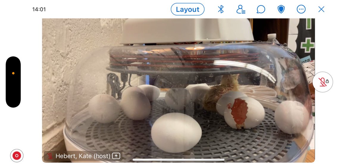 lauren_bolack's tweet image. A baby chick hatched today in Ms. Cupples’ room, and our hearts are melting! Huge thanks to @Texas4H for this incredible experience. Our @MSTMAGNET students are watching the livestream and cheering on the first steps of the first of many! New life, new learning! #STEMmagic