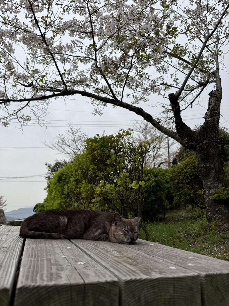 imttsmi's tweet photo. 尾道の千光寺に桜見に行った時に居た猫ちゃん🐈 https://t.co/af3i1PPuFO