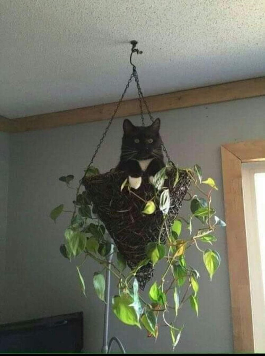 Ben quoi !?
Tu as dit aux minis deuxpattes qu'on allait jouer à chat perché !!