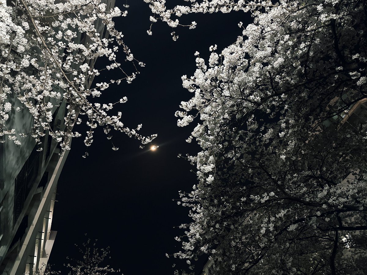 <a href="/goodthing_1/">image</a> 아직 해가 다 지기 전 찰나의 하늘이네요! ㅎㅎ 제가 기침감기가 들어서 쉬느라 x 뜸했습니다. 이미지님 소환에 응하고자 저도 달밤 벚꽃 한방 찍었네요! 이제 찐 만보 개시합니다. ^^