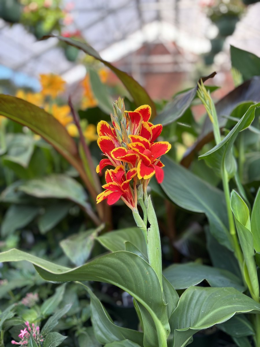 Apex FFA tweet media