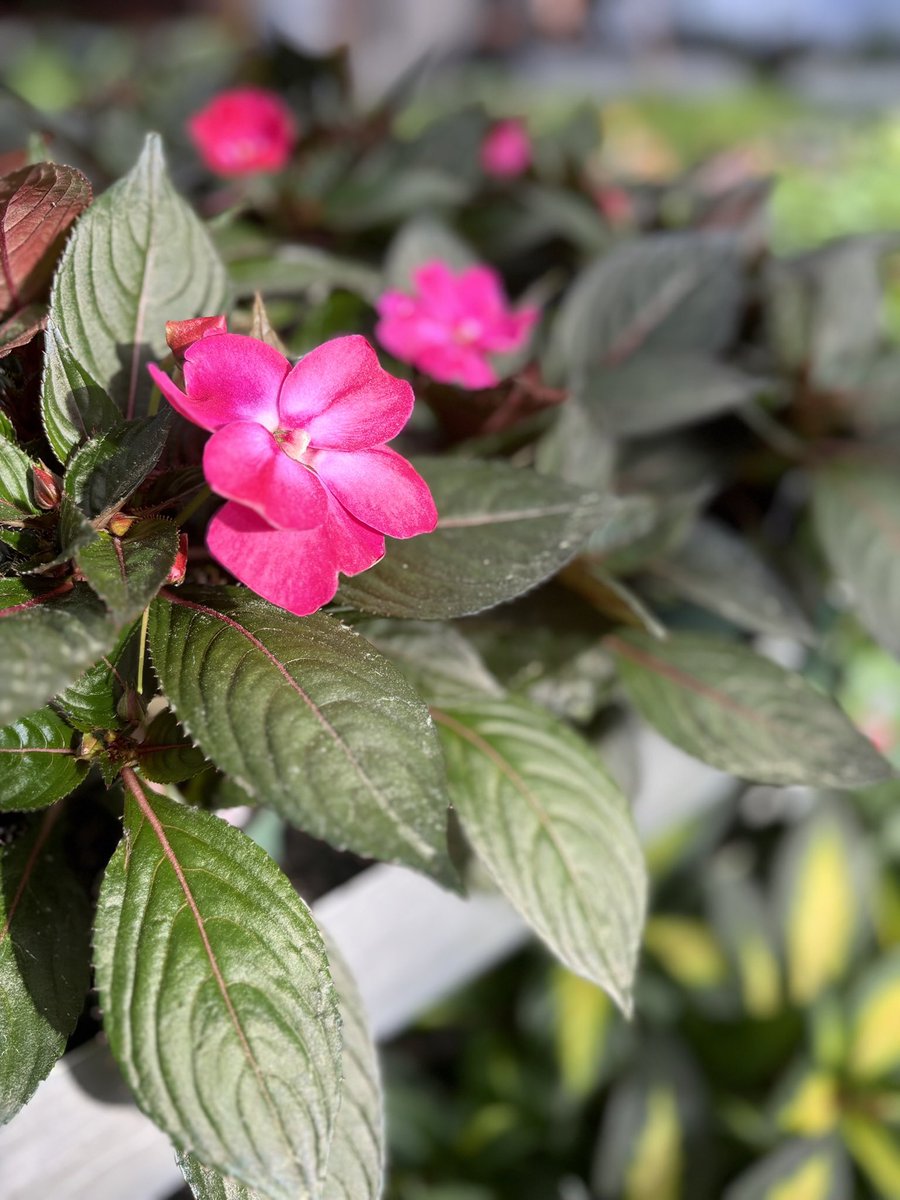 Apex FFA tweet media