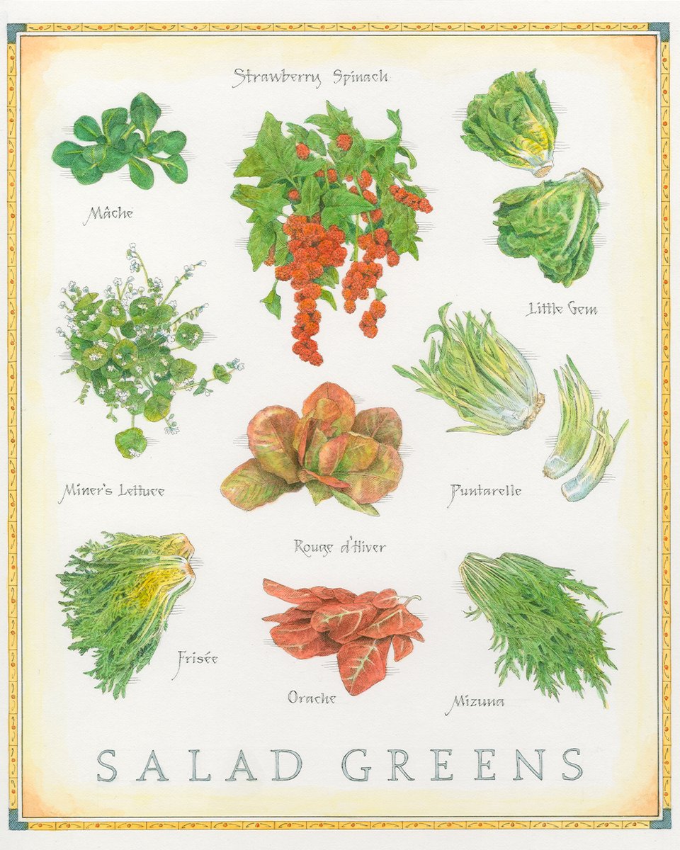 Made from a vibrant variety of leafy vegetables, a green salad can be the standout dish on the table. With a wide variety of green options, we debunk the myth that salads are boring. Browse our May/June issue: cooks.io/4ldeXfP