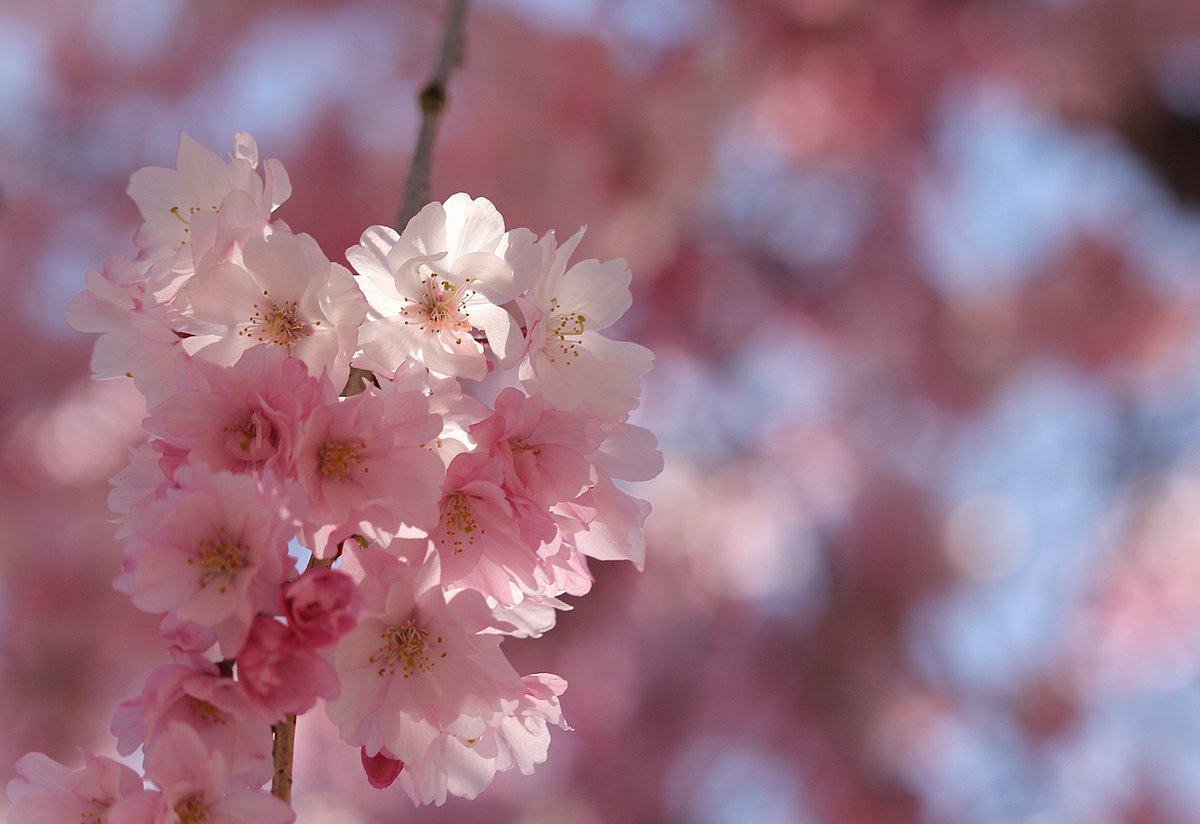 tomoei4's tweet photo. 花襲ぬ、桜四月 https://t.co/YmIpIrAzyt @tomoei
#Naturephotography #写真 #花の写真 #CherryBlossoms  #桜 #flowerphotography #Japan #TLを桜でいっぱいにしよう https://t.co/3VnUA1nIyB