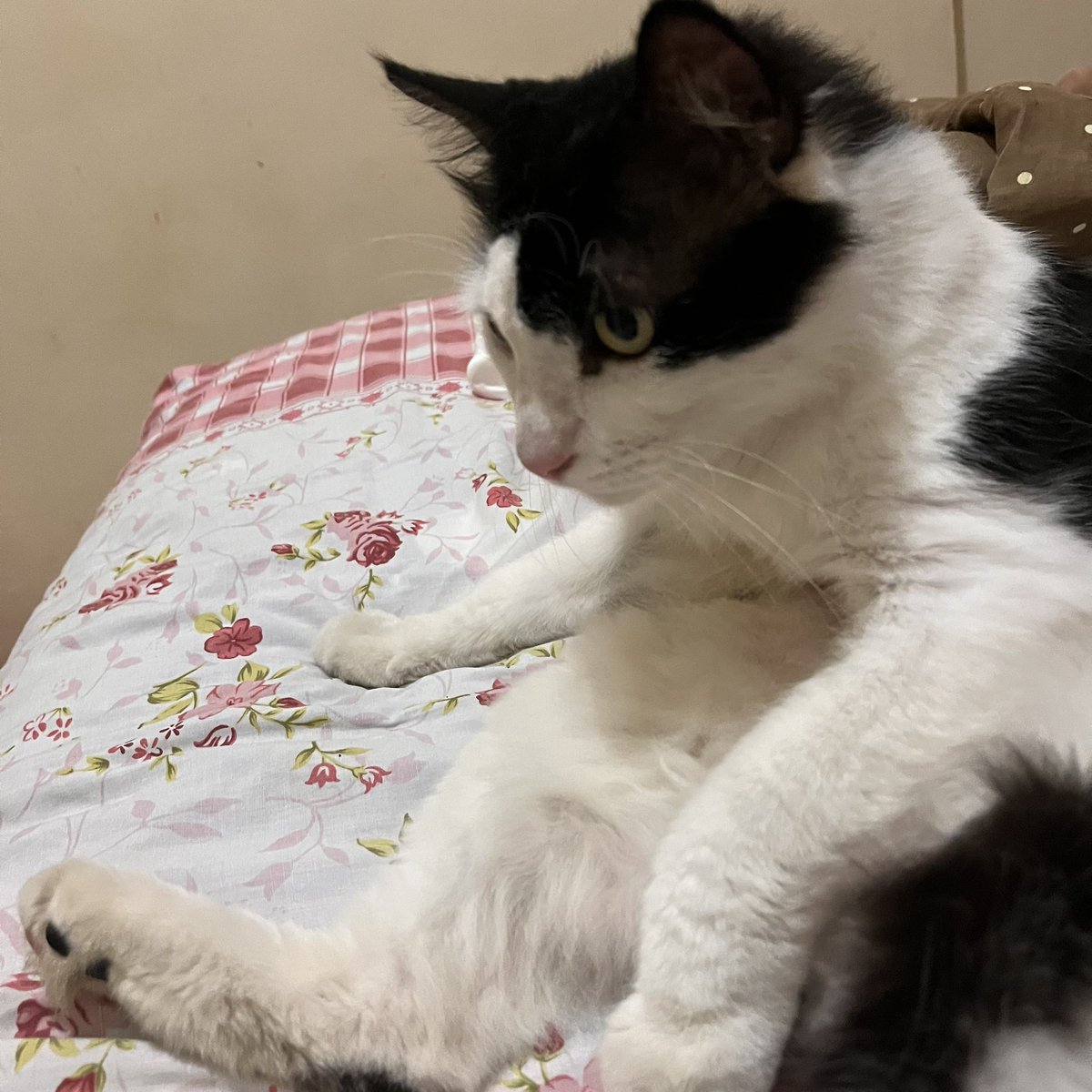 paws_coco's tweet photo. Buntelan kentut https://t.co/7WM5hU9DIy