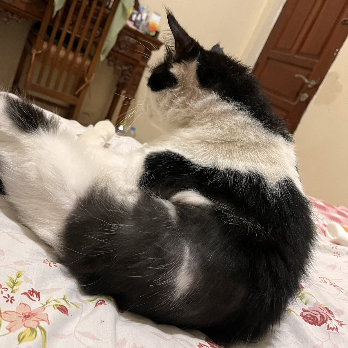 paws_coco's tweet photo. Buntelan kentut https://t.co/7WM5hU9DIy