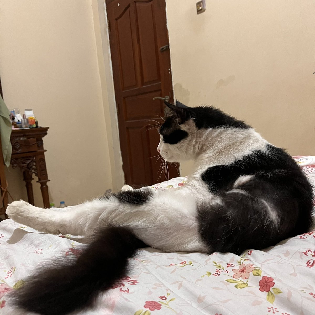 paws_coco's tweet photo. Buntelan kentut https://t.co/7WM5hU9DIy